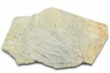 Fossil Crinoid (Aphelecrinus) - Alabama #326083-1